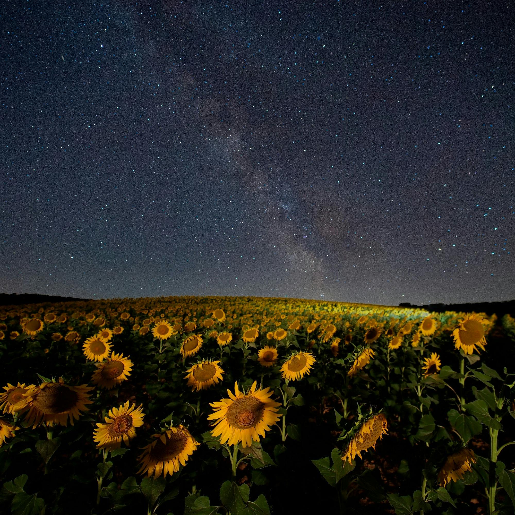 A stunning view of sunflowers under a mesmerizing starry sky with Milky Way.